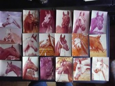 Pferdepostkarte AK Postkarte