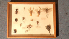 SCHAUKASTEN      INSEKTEN     6,0 x 30,0 x 38,0 cm