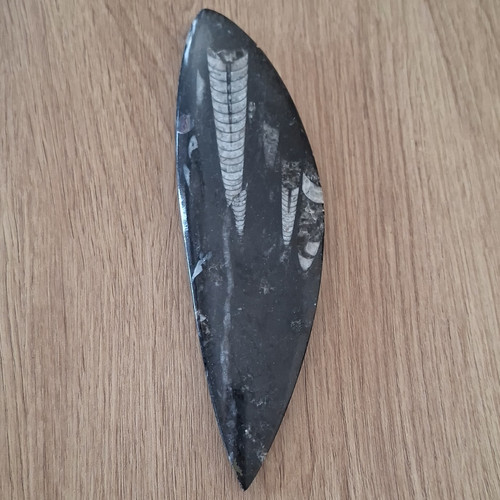 Orthoceras tierfossil polierte - orthoceras,