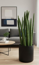 Sansevieria