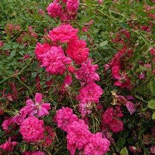 rosa gefüllt blühende Zwergrose Knirps ® sehr blühfreudiger Bodendecker ADR