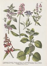 Groß-Brunelle Schwarznessel Andorn Wald-Ziest Betonie LITHOGRAPHIE von 1909 Bota