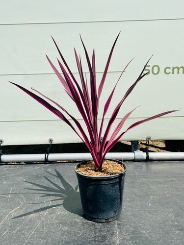 Tropictrees palme - -,