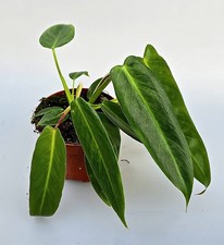 Philodendron Spiritus Sancti