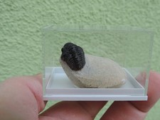 schöner Trilobit - Gerastos