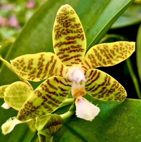Phalaenopsis green tiger - phalaenopsis,