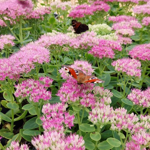 Sedum rosenteller fetthenne - rosenteller,
