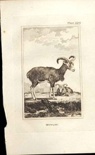 Original Old Antique Print