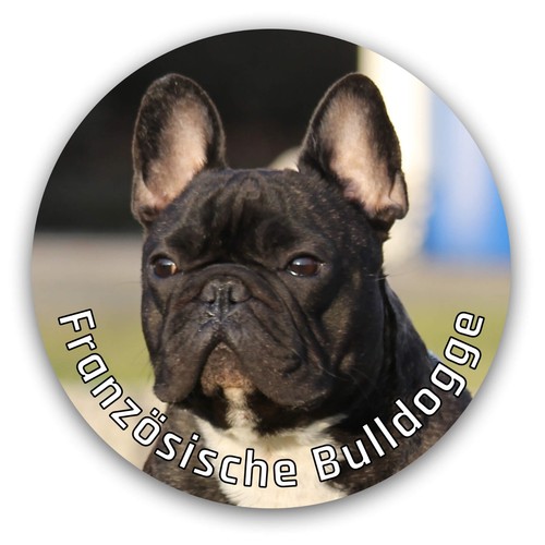 Französische bulldogge - französische,