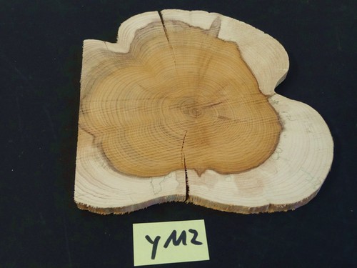 Eibe,Baumscheibe,Holzscheibe,F