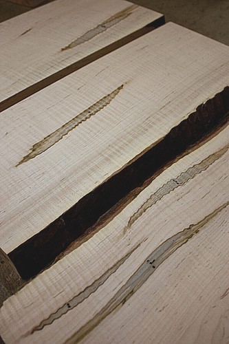 Curly flame ambrosia maple - flame,