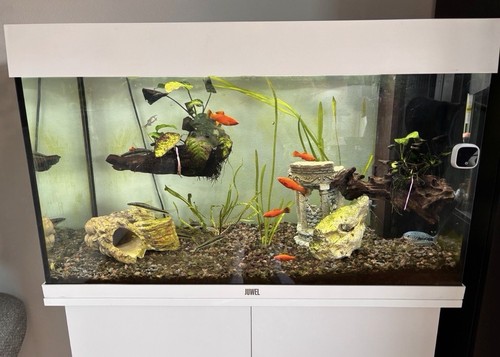 Aquarium juwel rio 125 - juwel,