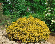 Genista hispanica, Spanischer Ginster, gelb, 20–30 cm