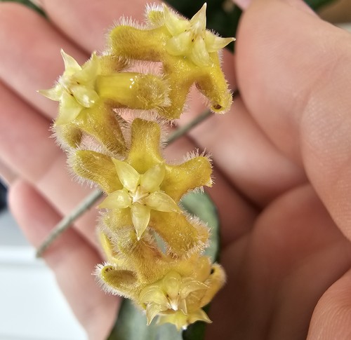 Heavenly hoya - hoya, erythrina