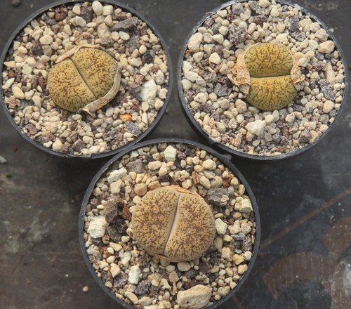 Lithops lesliei var - 1x,