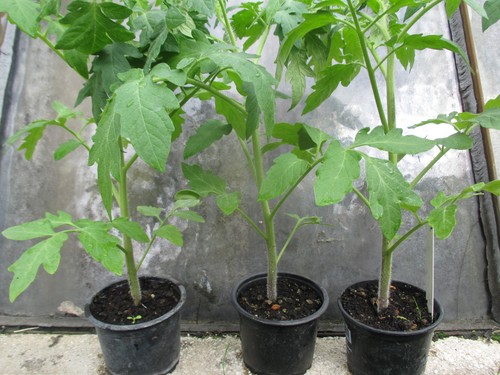 Tomaten pflanzen - 3,