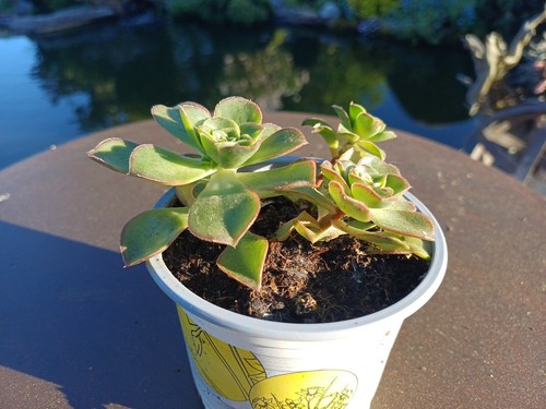 Aeonium haworthii topf - aeonium, im