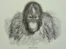 c1893 Antiker Druck ORANGS ORANGATANG (2) Königliche Naturgeschichte von R. Lydekker