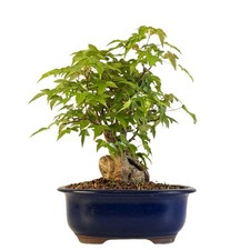 Japanischer dreispitzahorn - japanischer,