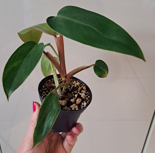 Philodendron erubescens - ,