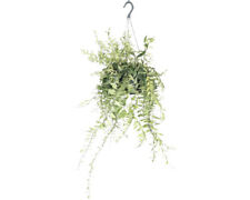 Lippenstiftpflanze bicolor