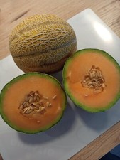 Gwanipa La Bomba Typ