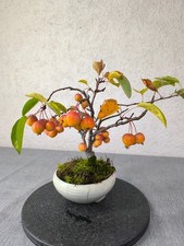 Zierapfel Bonsai - Malus -