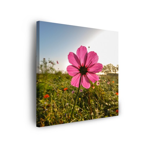 Leinwand bilder botanik natur - leinwand-bilder:,
