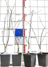 Sorbus folgneri "Emiel" -