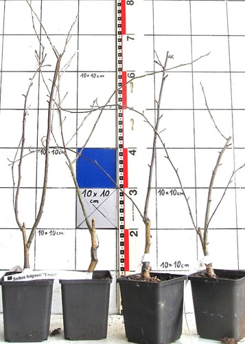 Sorbus folgneri emiel - sorbus,