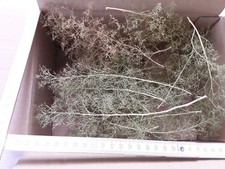 Seemoos/ Meerschaum für