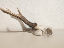 Rehgeweih Rehbock Geweih