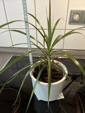 Drachenbaum, Jungpflanze, Zimmerpflanze