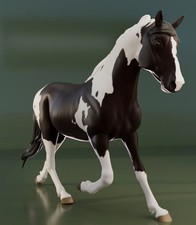 Scout - Spotted Saddle Horse