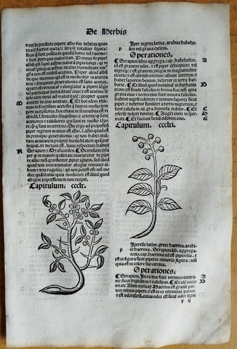 Botanik pfeffer post - botanik,