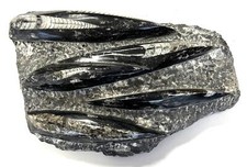 FM0244 Orthoceras in Matrix Fossil Urtintenfisch Donnerkeil