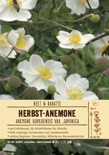 Anemone japonica honorine - anemone,