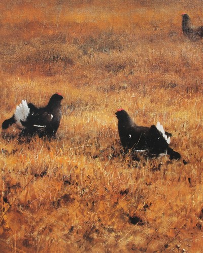 Birkhühner birkhahn - birkhühner,