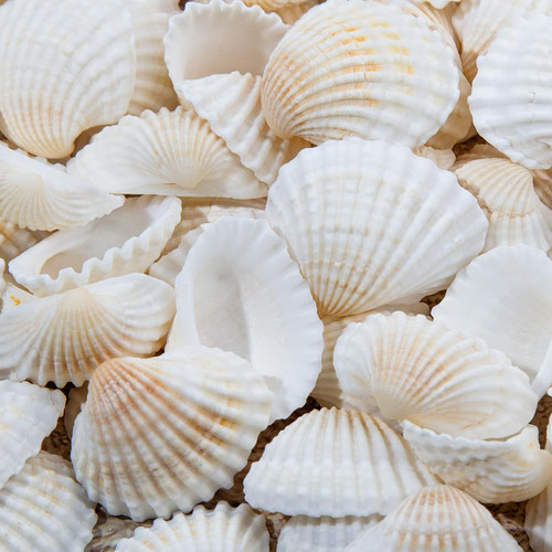 330 stück weiße muscheln - stück,