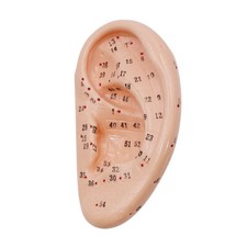 Akupunkturmodell Menschliches Ohr hautähnliche Lehrhilfe f. Akupunkturpunkte