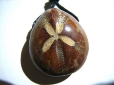 Fossiler seeigel aus - fossiler,