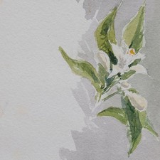 Blütenzweig Blume unsigniert Aquarell und Bleistift 2 Hälfte 19 Jhd