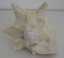 Schnecke Cassis Cornuta 0,920