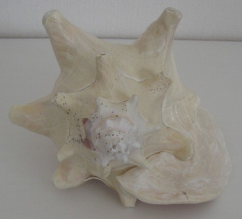 Schnecke cassis cornuta 920 - schnecke,