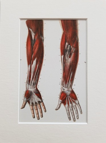 Montierte vintage anatomie - vintage,