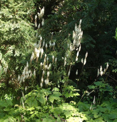 Lanzen silberkerze actaea - lanzen,