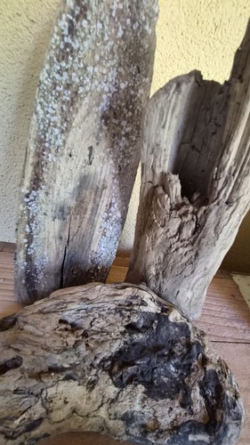 Treibholz schwemmholz - treibholz,