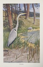 Originalgrafik Fauna
