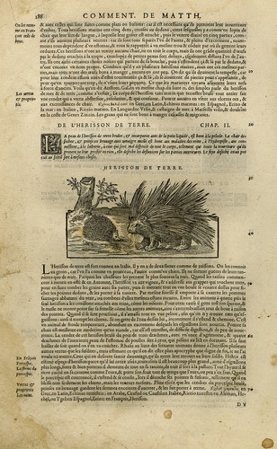 Antiker druck igel - igel,