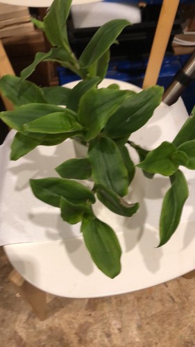 Tradescantia grün blüht